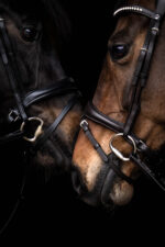 Trense -Arezzo