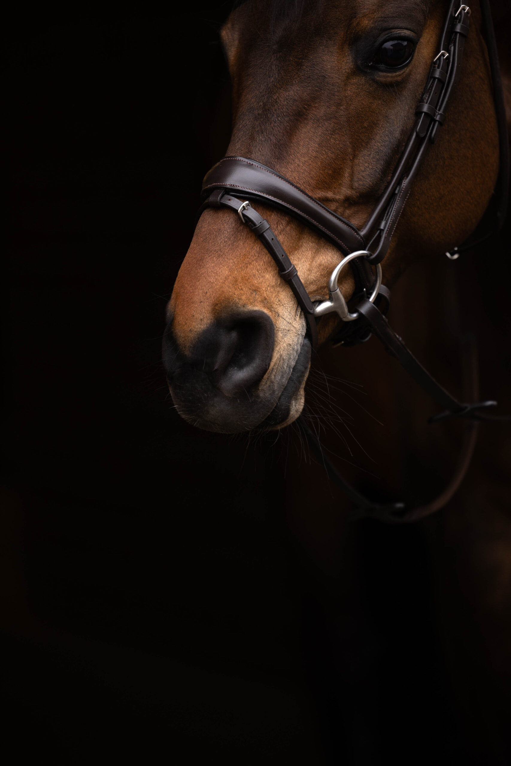 Trense -Arezzo – Bild 5