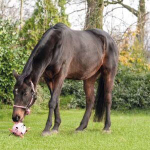 HKM  Pferdespielball -Fun
