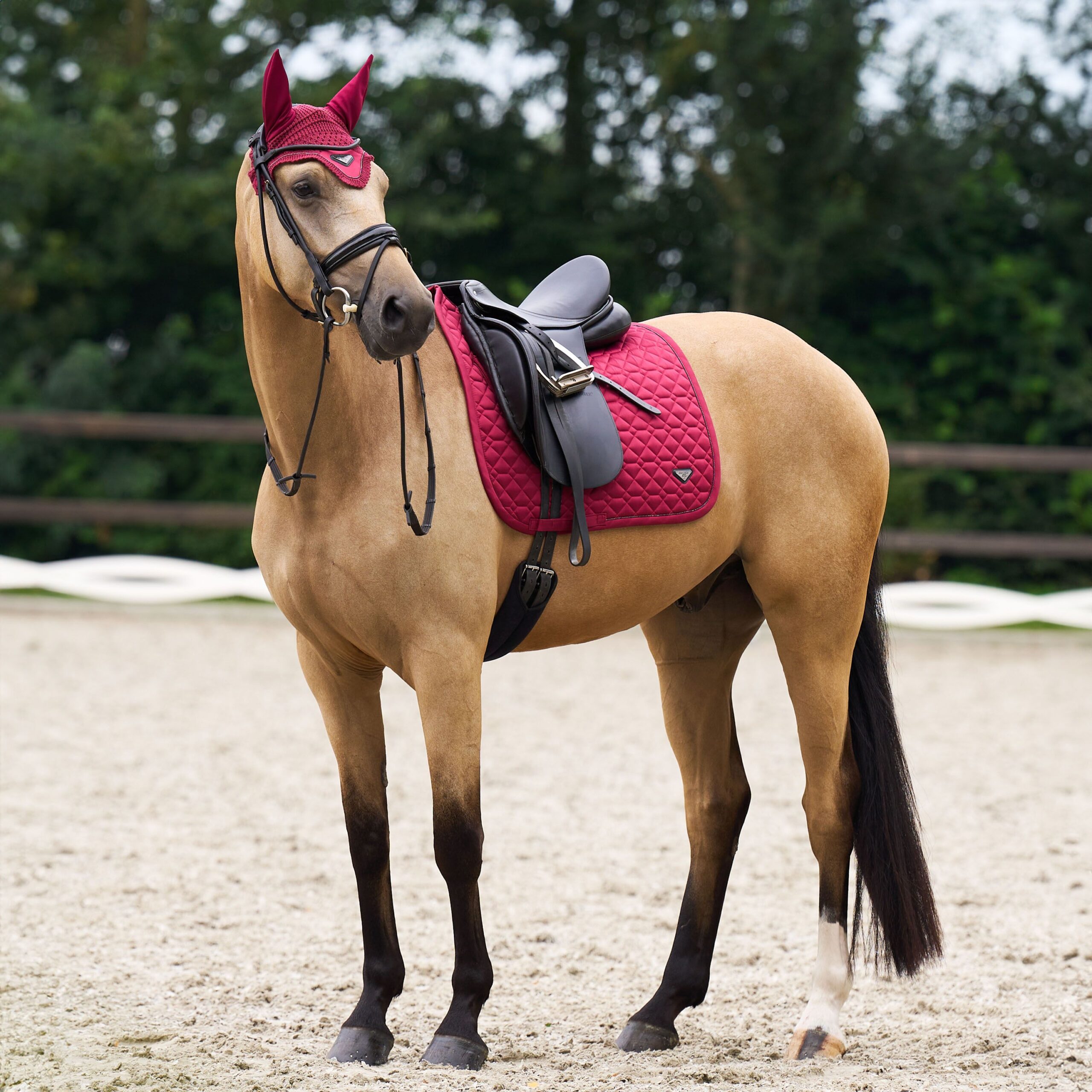 Euro Star Dressurschabracke mit Ohr
